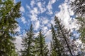 Green forest with pines, spruces, larches and birches on the background with blue sky. Bright summer day. Bottom view of tree crow Royalty Free Stock Photo