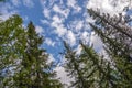 Green forest with pines, spruces, larches and birches on the background with blue sky. Bright summer day. Bottom view of tree crow Royalty Free Stock Photo