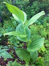 Green forest plants