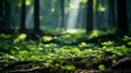 Green forest with ray of light in the background