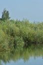 Green forest reflected in the lake in summer Royalty Free Stock Photo