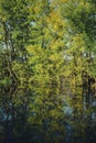 Green forest reflected in the lake in summer Royalty Free Stock Photo