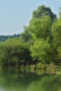 Green forest reflected in the lake in summer Royalty Free Stock Photo