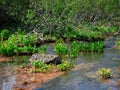 Green forest and river. Small streams flow through the dense forests Royalty Free Stock Photo