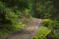 Green forest road covered in moss Royalty Free Stock Photo