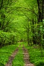 Green forest road. Royalty Free Stock Photo