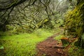 Green forest road with rocks and bushes Royalty Free Stock Photo