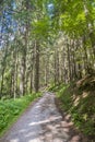 Green forest road Royalty Free Stock Photo