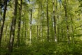 Green forest scenery many trees Royalty Free Stock Photo