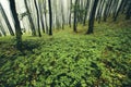 Green forest in the spring Royalty Free Stock Photo