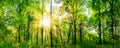 Green forest in spring Royalty Free Stock Photo