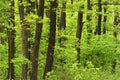 Green forest in spring time Royalty Free Stock Photo