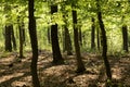 Green forest in spring time Royalty Free Stock Photo