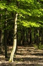 Green forest in spring time Royalty Free Stock Photo