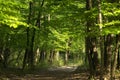 Green forest in spring time Royalty Free Stock Photo