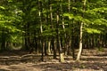 Green forest in spring time Royalty Free Stock Photo