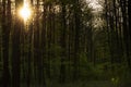 Green forest in spring time Royalty Free Stock Photo