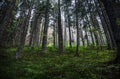 Green forest in the summer. Beautifull woods outdoor background. Mystery spooky green nature enviroment