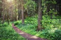 Green forest in the summer. Natural scene of trees in wild forest. Beautiful nature of woodland. Green plant in park.