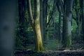 Green forest with sunlight on a tree trunk in Dutch woods Royalty Free Stock Photo