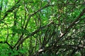 Green forest at sunset, dense vegetation Royalty Free Stock Photo