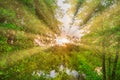 Green forest at sunset with sun beams Royalty Free Stock Photo