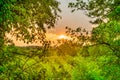 Green forest at sunset with sun beams Royalty Free Stock Photo