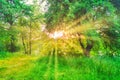 Green forest at sunset with sun beams Royalty Free Stock Photo