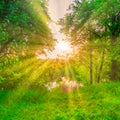 Green forest at sunset with sun beams Royalty Free Stock Photo