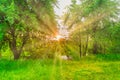Green forest at sunset with sun beams Royalty Free Stock Photo