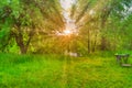 Green forest at sunset with sun beams Royalty Free Stock Photo