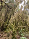 Green forest in Tenerife. Monteverde en Tenerife