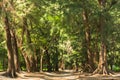 Green forest with tent and tree roots