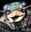 Green forest tiger beetle extremal closeup on black