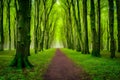 Green forest trail panorama landscape in magical spring scenery Royalty Free Stock Photo
