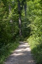 Green forest trail in the summer Royalty Free Stock Photo