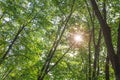 Green forest tree and brunch with lens flare on sunny day Royalty Free Stock Photo