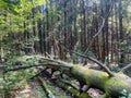 Green forest, tree trunks, pine trees, leaves, nature, landscape