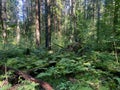 Green forest, tree trunks, pine trees, leaves, nature, landscape Royalty Free Stock Photo