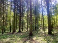 Green forest, tree trunks, pine trees, leaves, nature, landscape Royalty Free Stock Photo