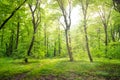 Green forest with trees Royalty Free Stock Photo