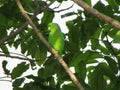 GREEN  IN THE FOREST OF THE TRÃâPICO Royalty Free Stock Photo