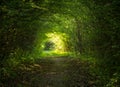 Green forest tunnel