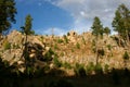 Green Forest Vegetation and Blue Sky