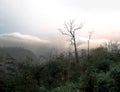 Green Forest view on the mountain as the sunset comes