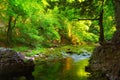 Green forest and water stream with mossy stones