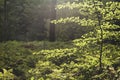 Green forest Royalty Free Stock Photo