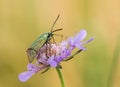 Green Forester moth, Adscita statices.