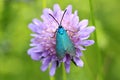 Green forester moth Royalty Free Stock Photo