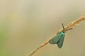 Green forester moth Royalty Free Stock Photo